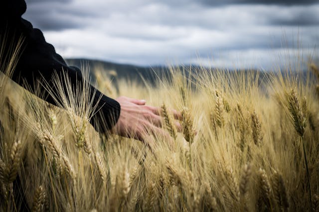 Agriculture students in crop field